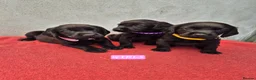 Springador dogs for sale: Springador Puppies - Advert 3