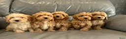 Coton De Tulear dogs for sale: COTON NOODLE PUPPIES READY NOW  - Advert 5