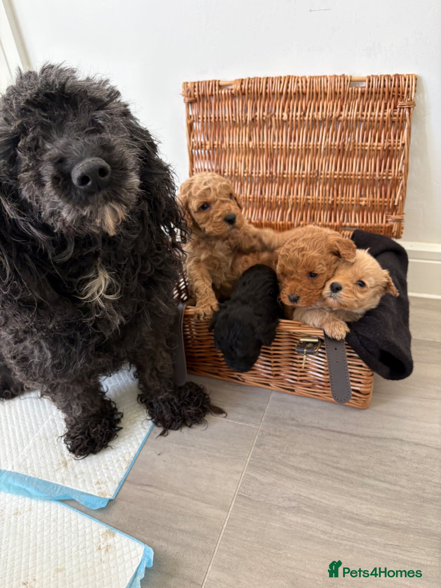 Cockapoo dogs Beautiful cockapoo puppies for sale  - Advert 2
