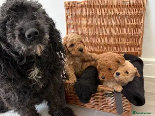 Cockapoo dogs Beautiful cockapoo puppies for sale - Advert 18