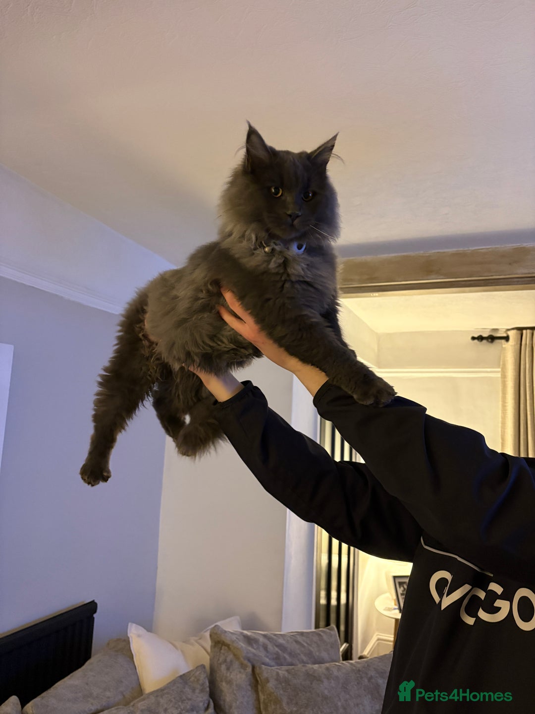 Maine Coon cats for sale: 🐾 Exceptional Blue Smoke Maine Coon Available 🐾 - Advert 6
