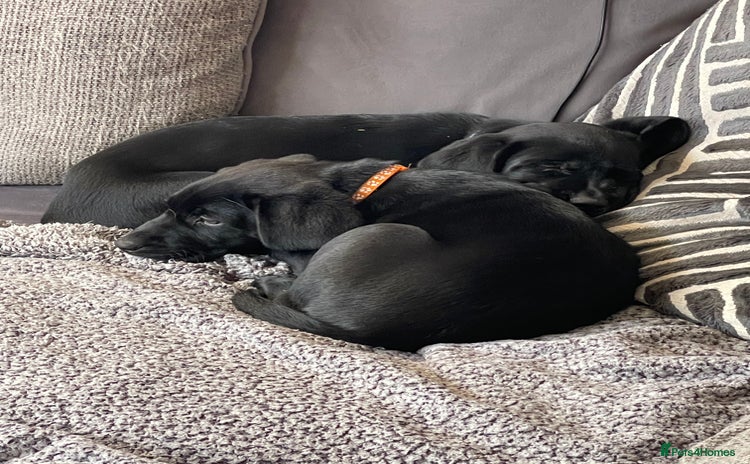 Mixed Breed dogs - Advert 11