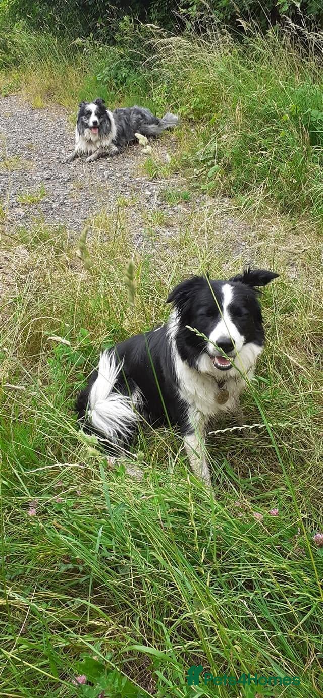 Border Collie dogs KC registered border collie puppies  - Advert 1