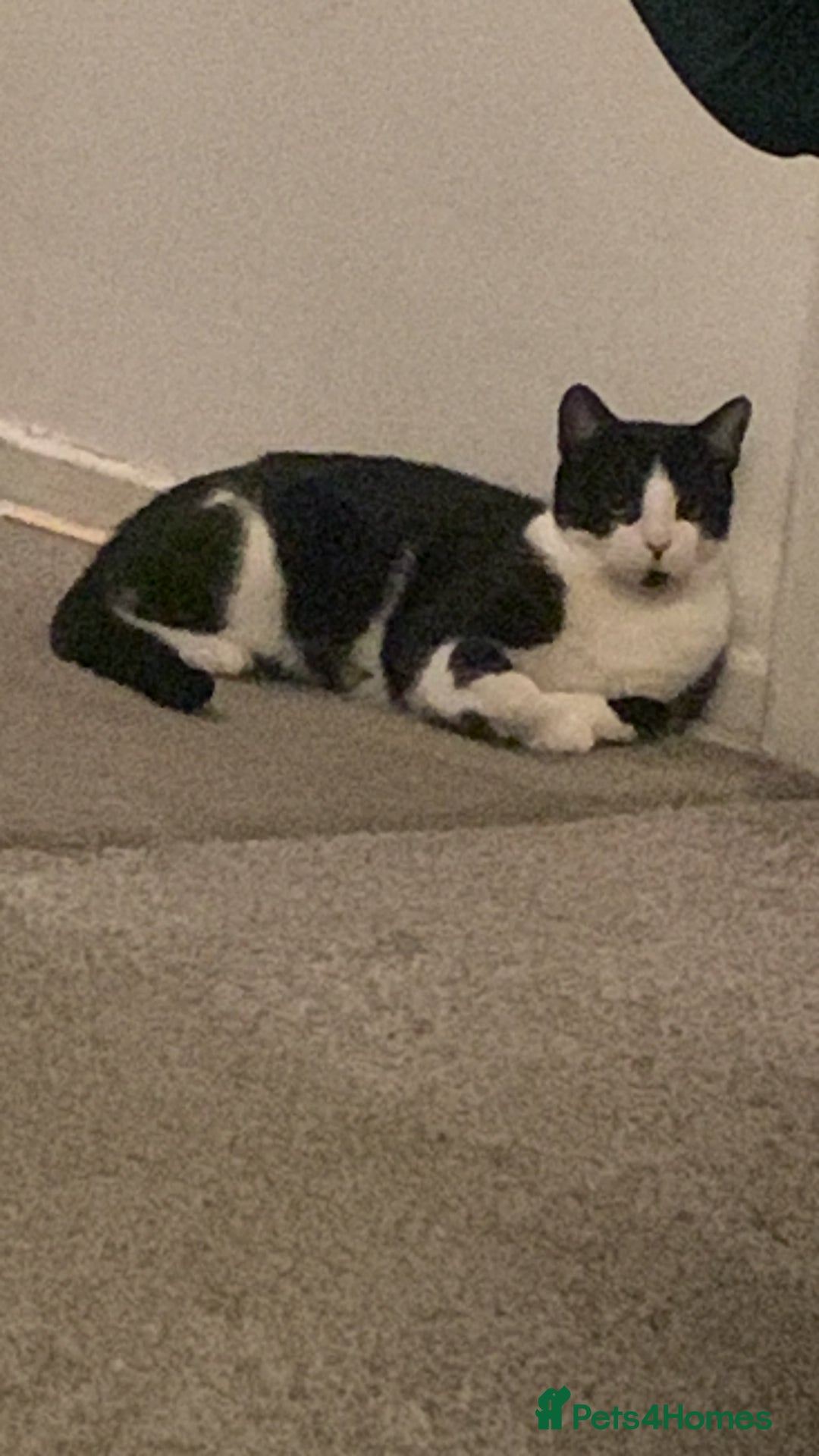 Mixed Breed cats for sale: Leo (black&white) Enzo (tabby ragdoll mix) - Advert 7