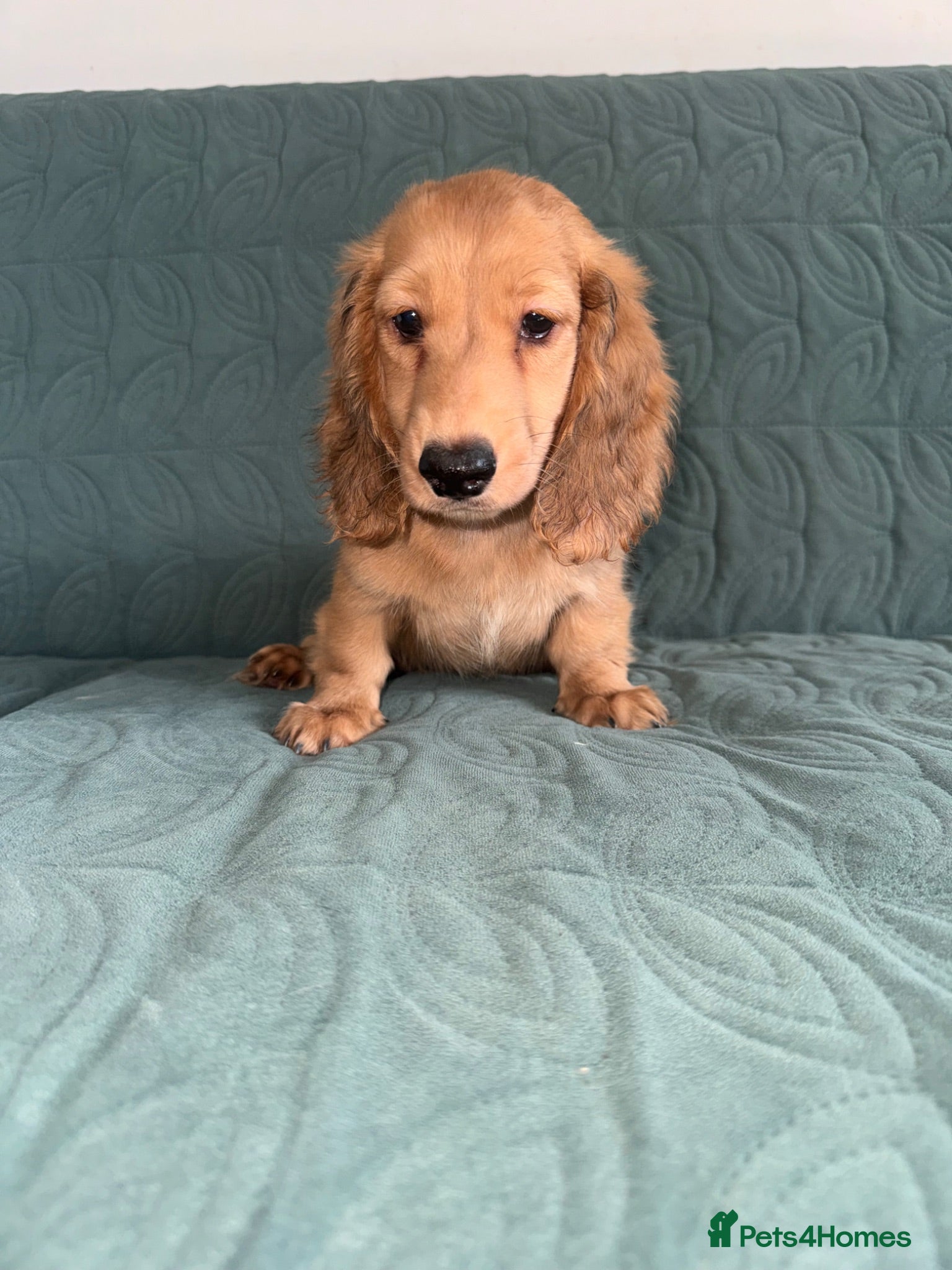Dachshund dogs 🐾 Beautiful Long-Haired Dachshund Puppies 🐾 - Advert 1
