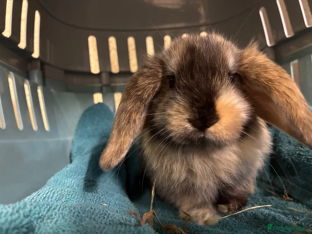 Mini Lop rabbits for sale: Mini Lop Bunnies in Mansfield - Advert 1
