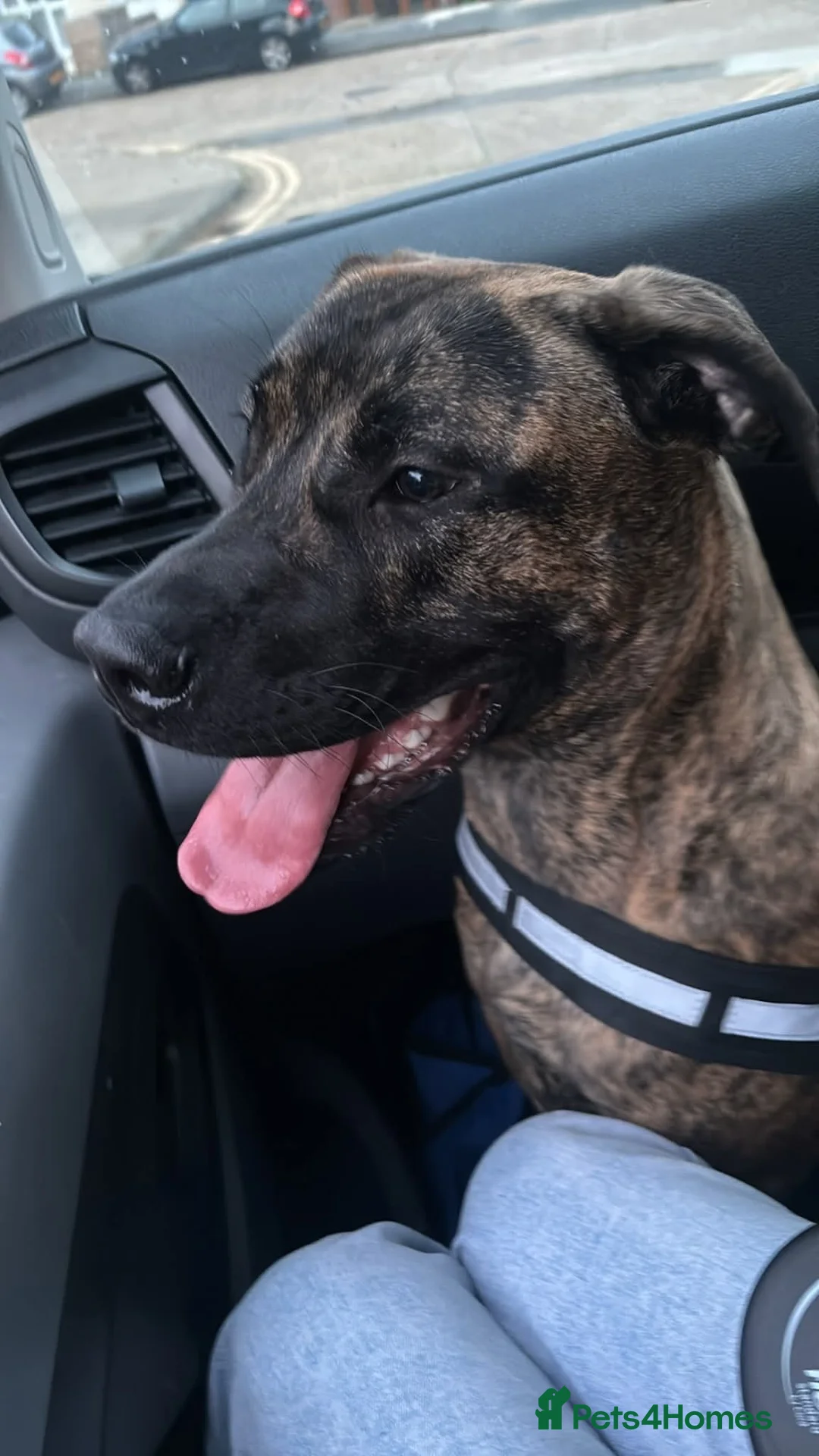 Mixed Breed dogs for sale: Presa Canario cross for sale  - Advert 2