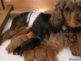 Cocker Spaniel dogs Outstanding Show Quality Show Type Cocker Spaniels - Advert 9