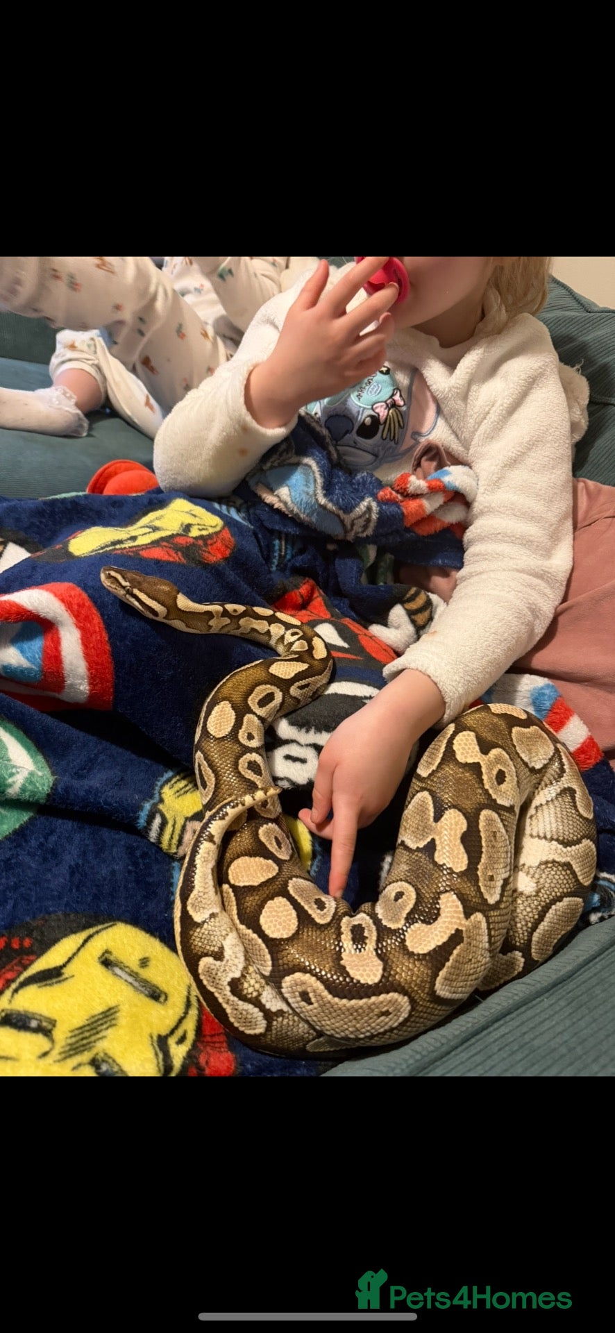 Python Snake reptiles Royal python - pastel lesser  - Advert 2