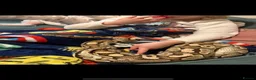 Python Snake reptiles for sale: Royal python - pastel lesser  - Advert 1
