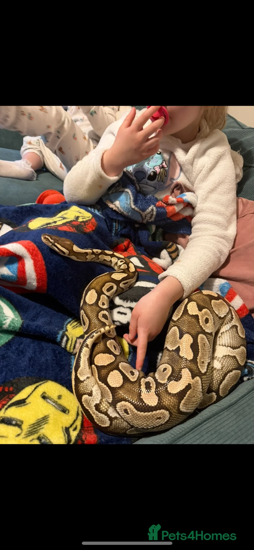 Python Snake reptiles for sale: Royal python - pastel lesser  - Advert 1