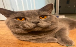 British Shorthair cats for sale: 🐾 Adorable British Shorthair Blue Kittens 🐾 - Image 13