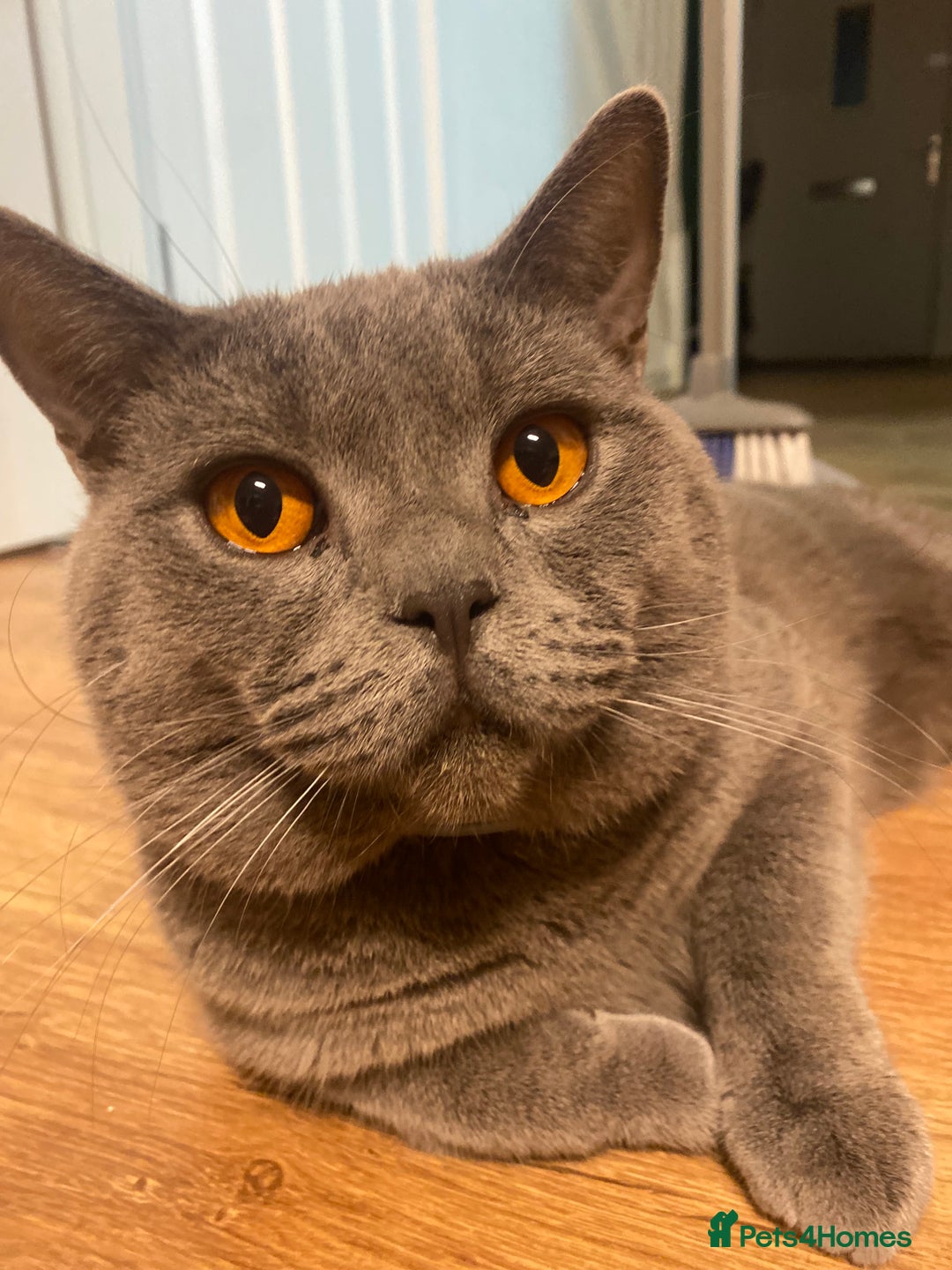 British Shorthair cats for sale: 🐾 Adorable British Shorthair Blue Kittens 🐾 - Image 13