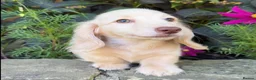 Miniature Dachshund dogs for sale: 🤍 Beautiful Cream Longhaired Boy 🤍 - Advert 3