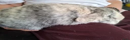 Mixed Breed rabbits for sale: Two boy rabbits  - Advert 2