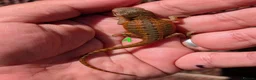 Bearded Dragon reptiles for sale: Red baby available soon  - Advert 5