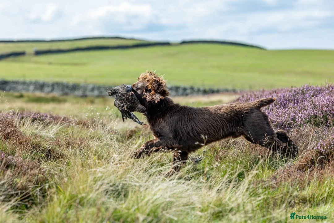 Cocker Spaniel dogs for sale: Working cocker spaniel pups - Advert 17