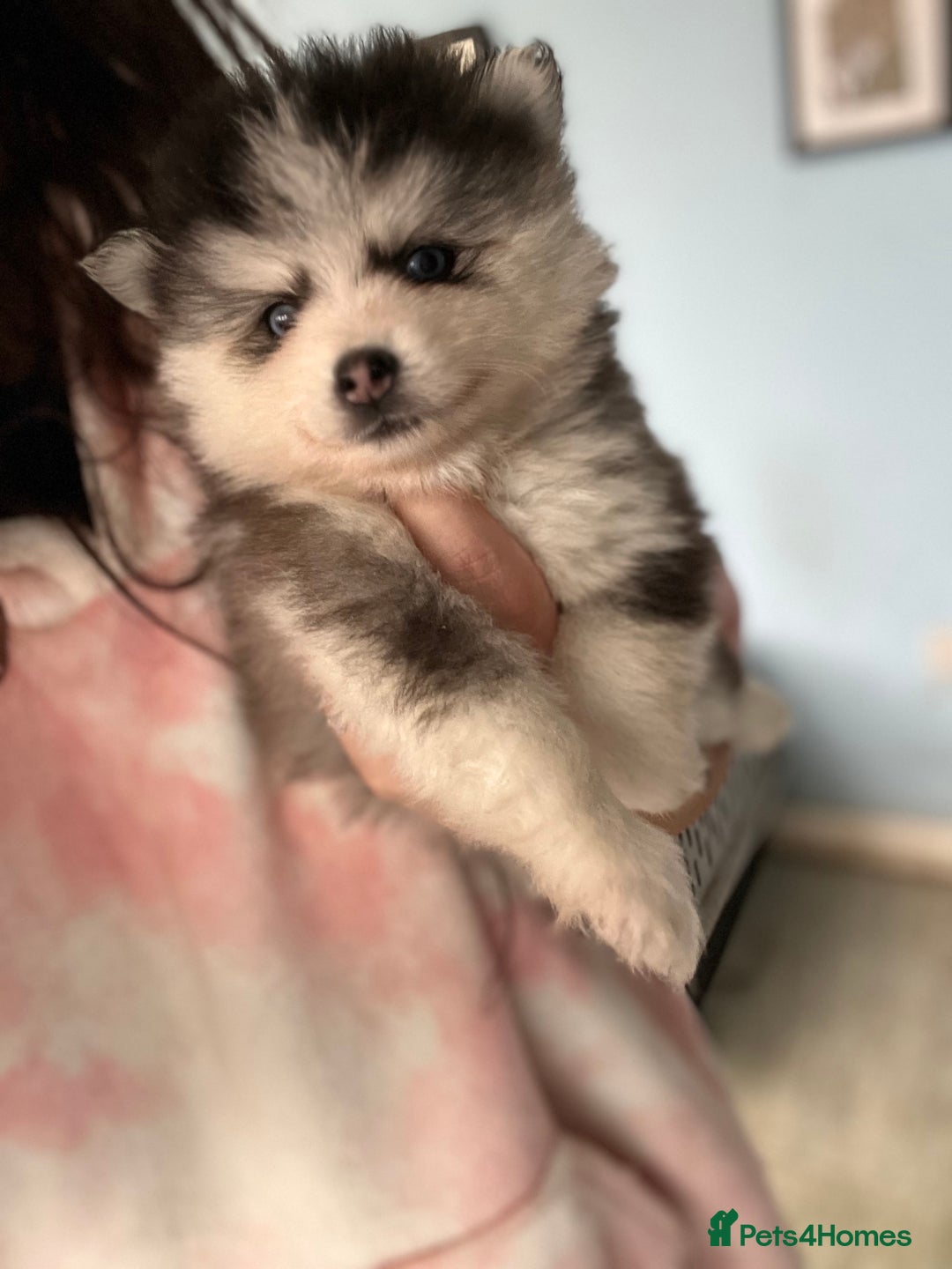 Pomsky dogs for sale: F4 Toy Pomsky Puppies - Advert 16