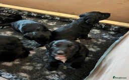 Mixed Breed dogs for sale: Collie Cocker puppies available mid Dec - Advert 2