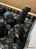 Mixed Breed dogs Collie Cocker puppies available mid Dec - Advert 8