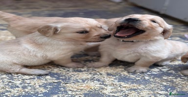 Golden Retriever dogs - Advert 4