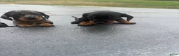 Miniature Dachshund dogs for sale: Beautiful Miniature Dachshunds - Advert 8