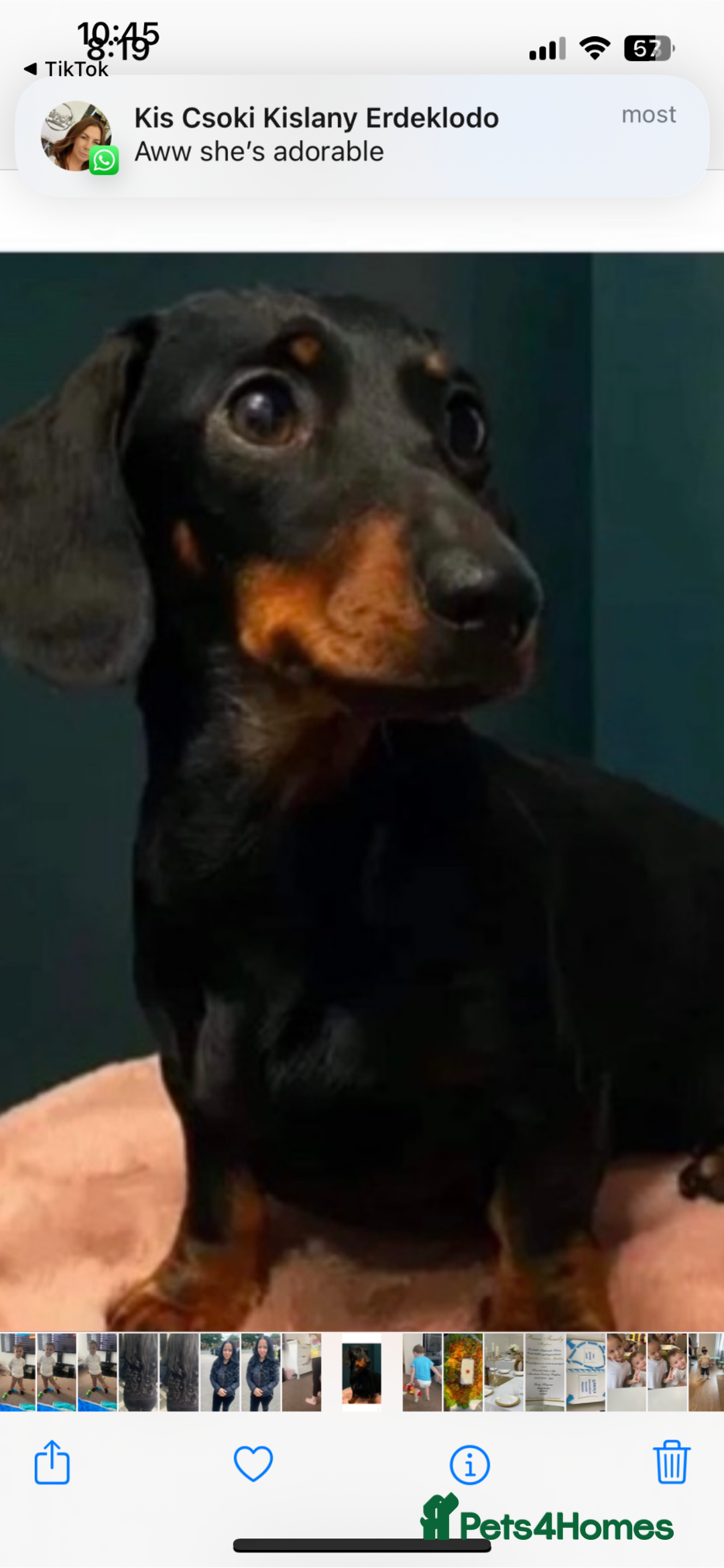Dachshund dogs for sale: Miniature dachshund  - Image 16