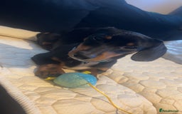 Dachshund dogs for sale: Dachshund  - Image 2