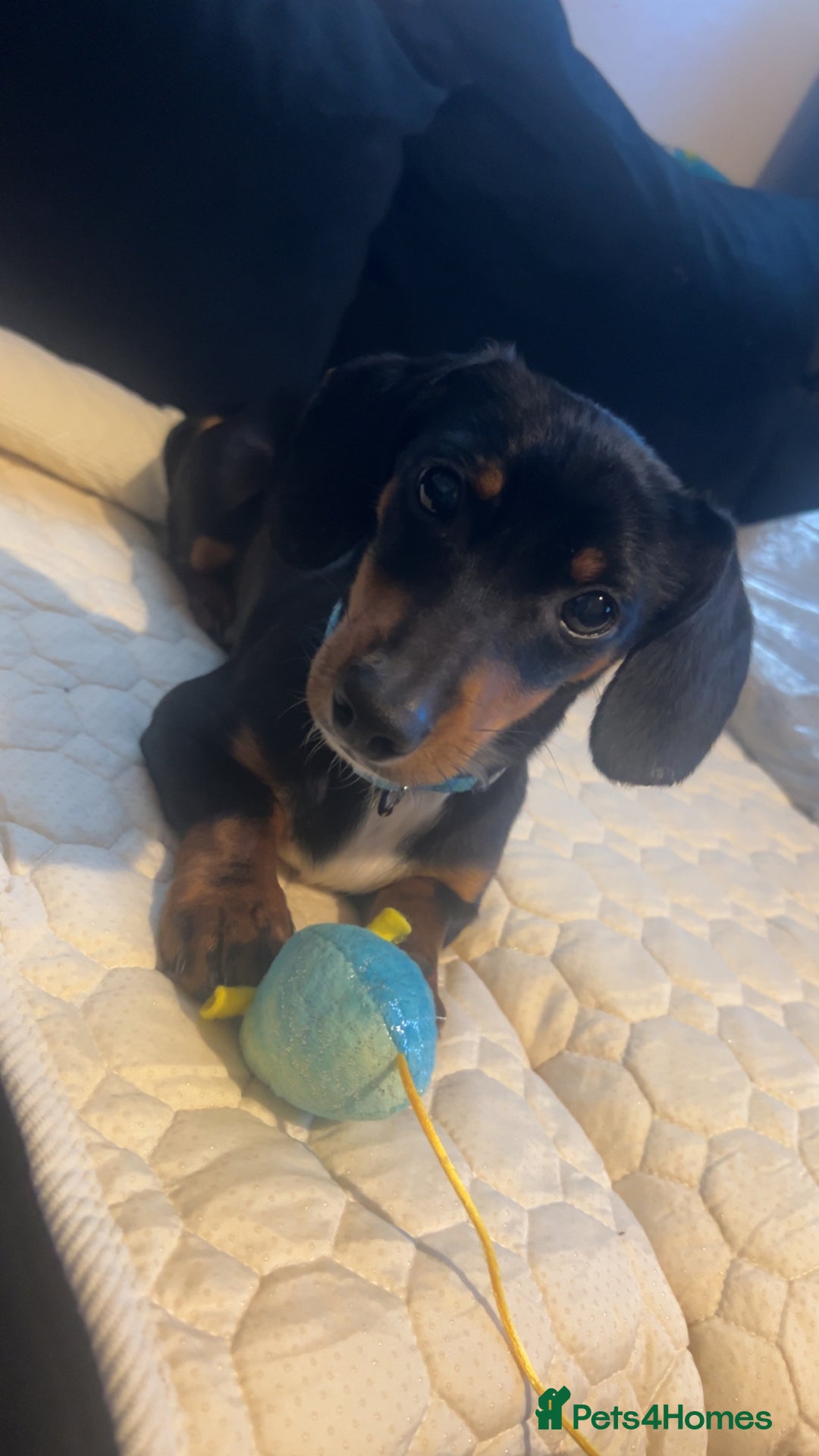 Dachshund dogs for sale: Dachshund  - Image 2