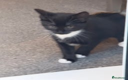 Domestic Shorthair cats for sale: Kittens for Sale - Image 5