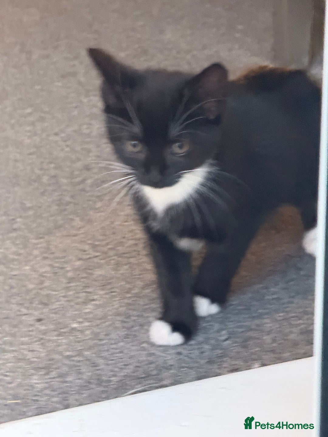 Domestic Shorthair cats for sale: Kittens for Sale - Image 5