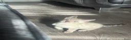 Bengal cats for sale: Bengal kittens blue eye snow and a green eye mink in Bradford - Advert 5