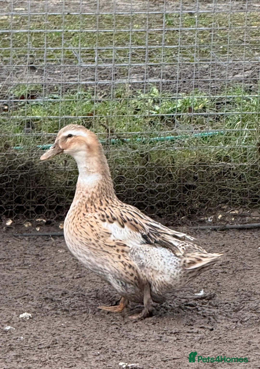 Ducks poultry for sale: Trip of Large Silver Appleyard Ducks - Advert 3