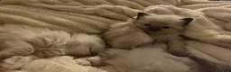Ragdoll cats for sale: Ragdoll Kittens for sale - Advert 19