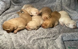 Labrador Retriever dogs for sale: Labrador pups full pedigree ready 22nd Dec - Image 2