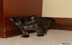 Mixed Breed cats for sale: 3 adorable mixed kittens – 2 females, 1 male - Image 12