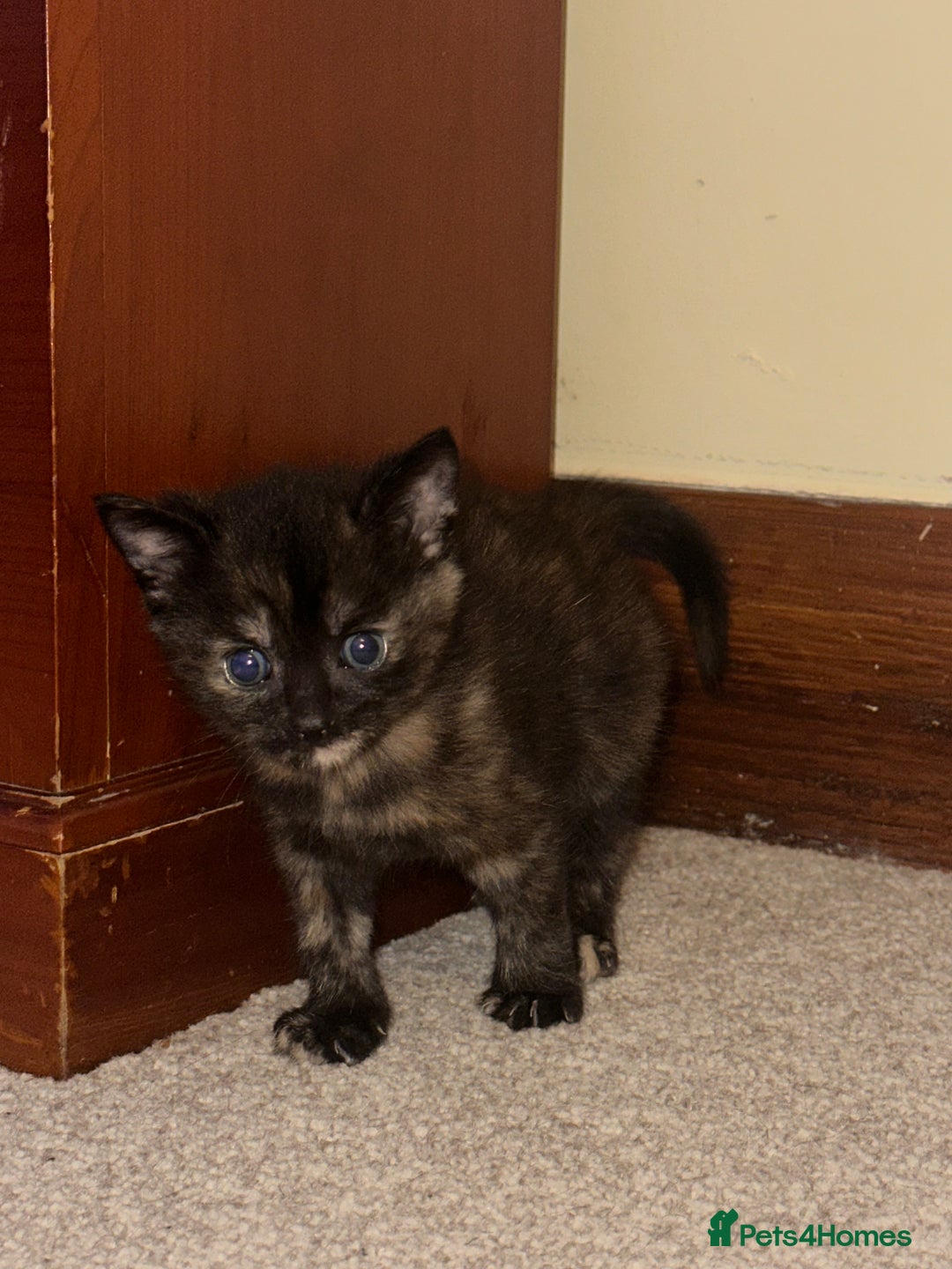 Mixed Breed cats for sale: 3 adorable mixed kittens – 2 females, 1 male - Image 12