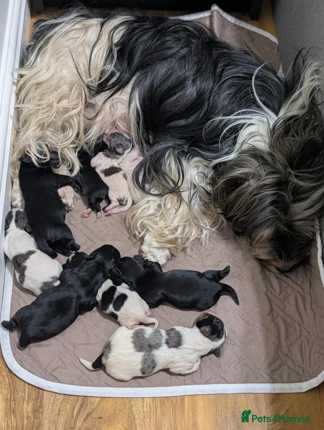 Yorkshire Terrier dogs for sale: Stunning Yorkshire Litter of Unique Colours - Advert 18