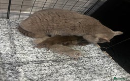 British Shorthair cats for sale: 🏆cinnamon & lilac british shorthair babies 🏆 - Advert 6