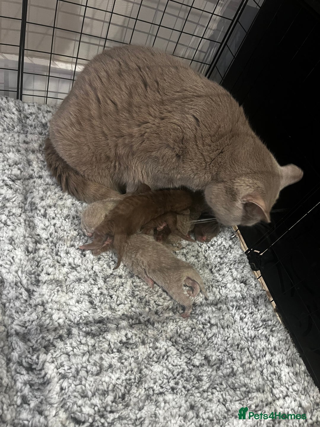 British Shorthair cats for sale: 🏆cinnamon & lilac british shorthair babies 🏆 - Advert 6