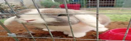 Mini Lop rabbits for sale: Beautiful, friendly rabbit for sale.  - Advert 1