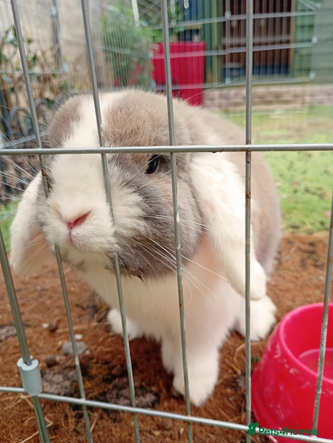Mini Lop rabbits for sale: Beautiful, friendly rabbit for sale.  - Advert 1