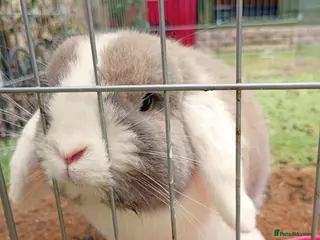 Mini Lop rabbits Beautiful, friendly rabbit for sale. - Advert 9