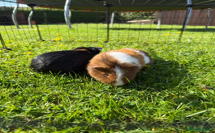 Guinea Pig rodents - Advert 4