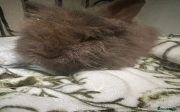 Mini Lion Lop rabbits for sale: Mini lion lop babies  - Image 1