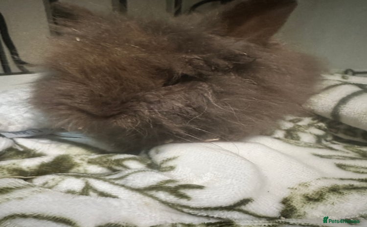 Mini Lion Lop rabbits - Advert 1
