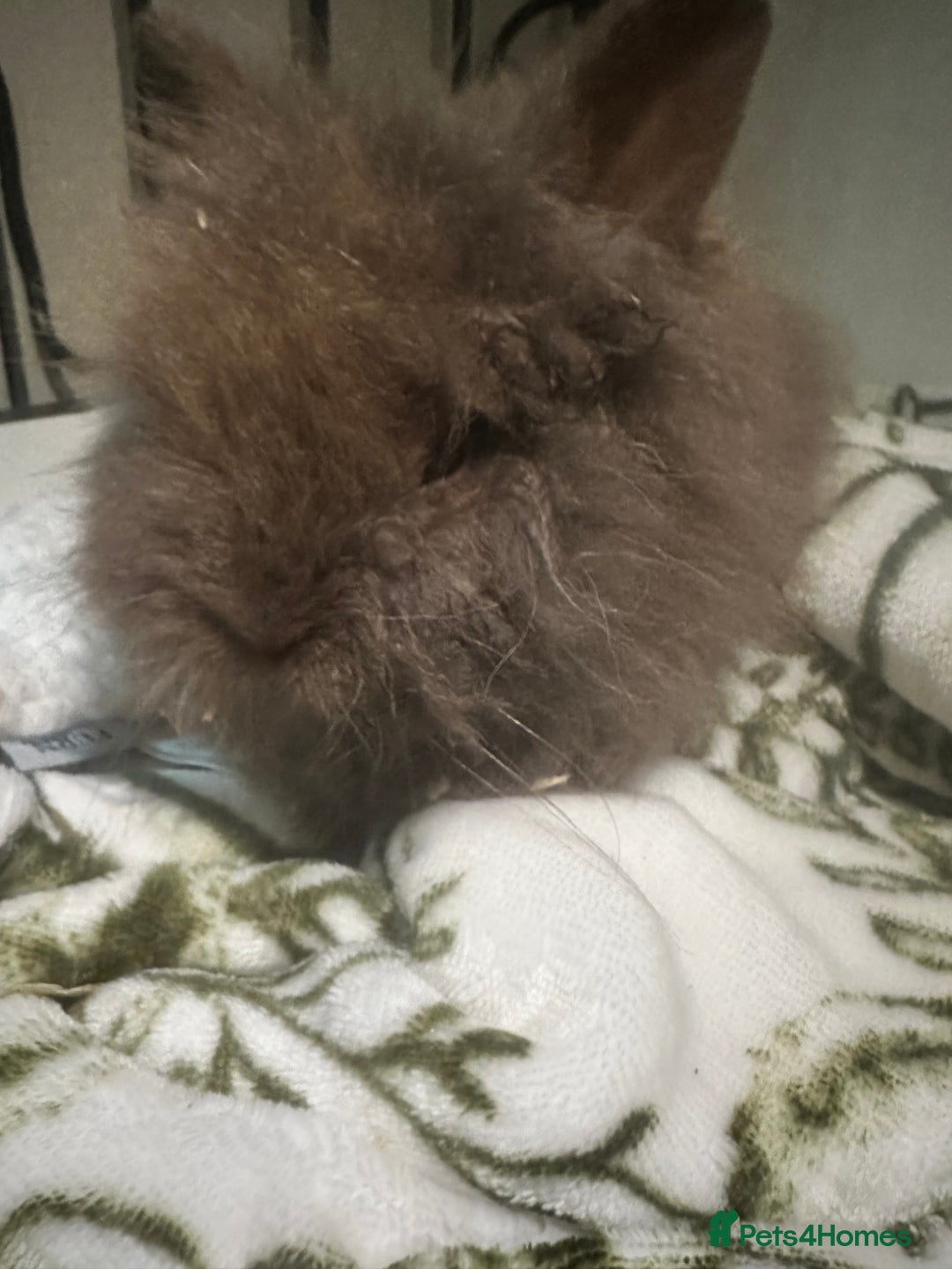 Mini Lion Lop rabbits for sale: Mini lion lop babies  - Image 1