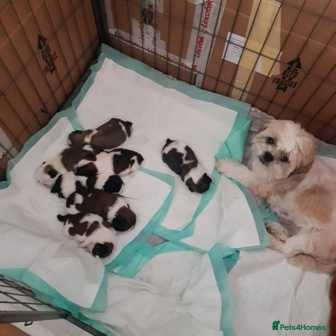 Shih Tzu dogs for stud: KC HARROPINE LUSTY DUSTY FOR STUD ONLY in Bridgend - Advert 27