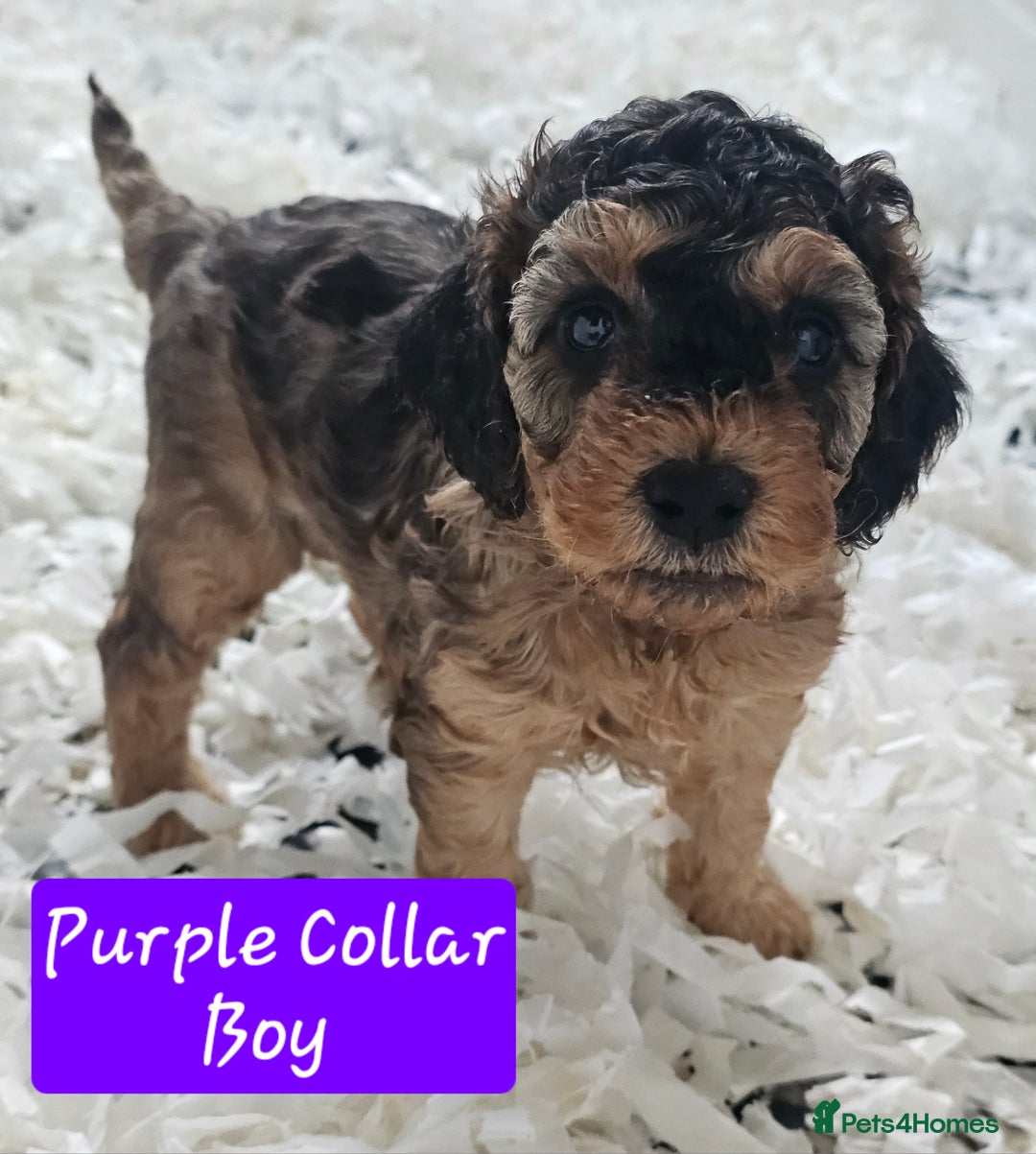 Cockapoo dogs for sale: F2 Cockapoo Puppies - Advert 5