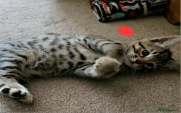 Bengal cats for sale: Elven Bengals - Image 6